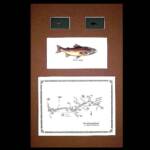 The Colorado River, CO
  Below Kremmling, CO
Brown Matting, Walnut Frame
   13" x 20"
    $100.00