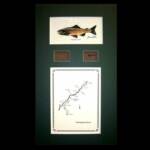The Missouri River, MT
Green Matte, Walnut frame
13" x 22"
$100.00
