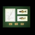 The Beaverhead River, MT
Green Matte, Walnut Frame
16" x 22"
$135.00