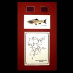 Yellowstone National Park,WY
Rust Matting, walnut Frame
13" x 22"
$100.00