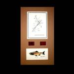 Grand Teton National Park, WY
Tan Matte, Walnut frame
13" x 22"
$100.00
