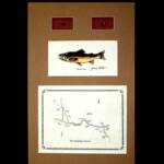 The Madison river, WY
Tan Matting, Walnut Frame
13" x 20"
$100.00